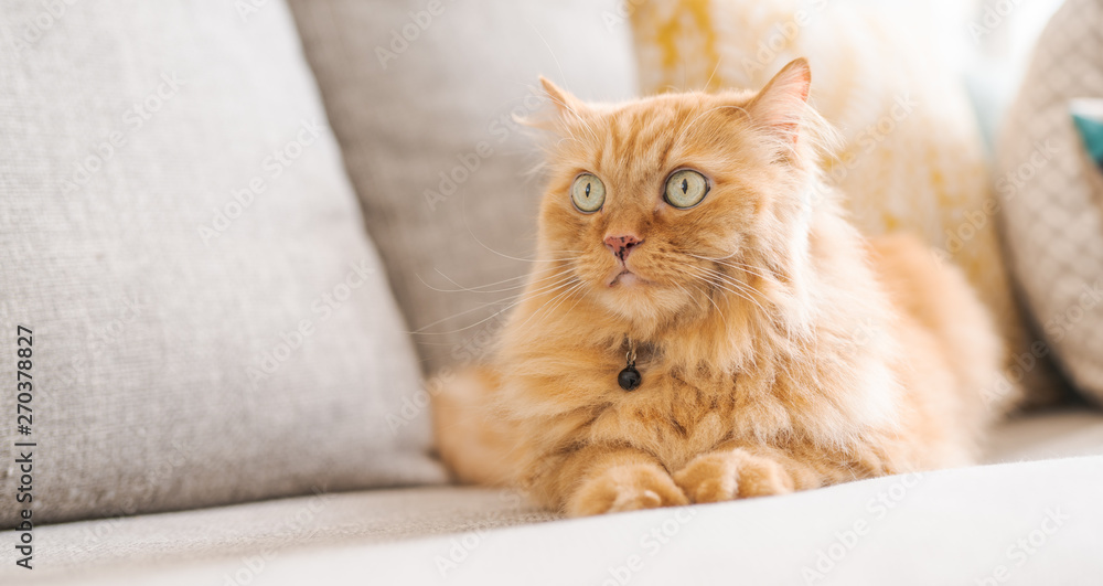 Beautiful ginger long hair cat lying on the sofa on a sunny day at home