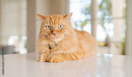 Fototapeta Naklejka Na Ścianę i Meble -  Beautiful ginger long hair cat lying on kitchen table on a sunny day at home