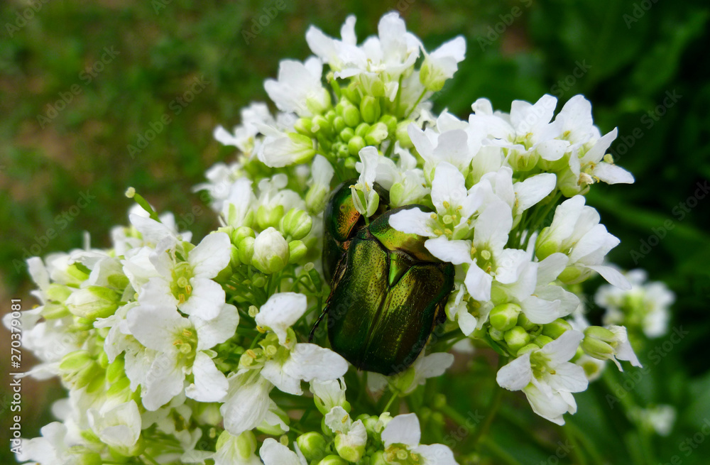Flower Safer, rose chafer, leaf beetle, Chrysolina graminis. Shiny