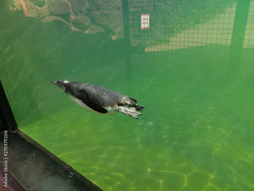 Naklejka premium Pingouin 