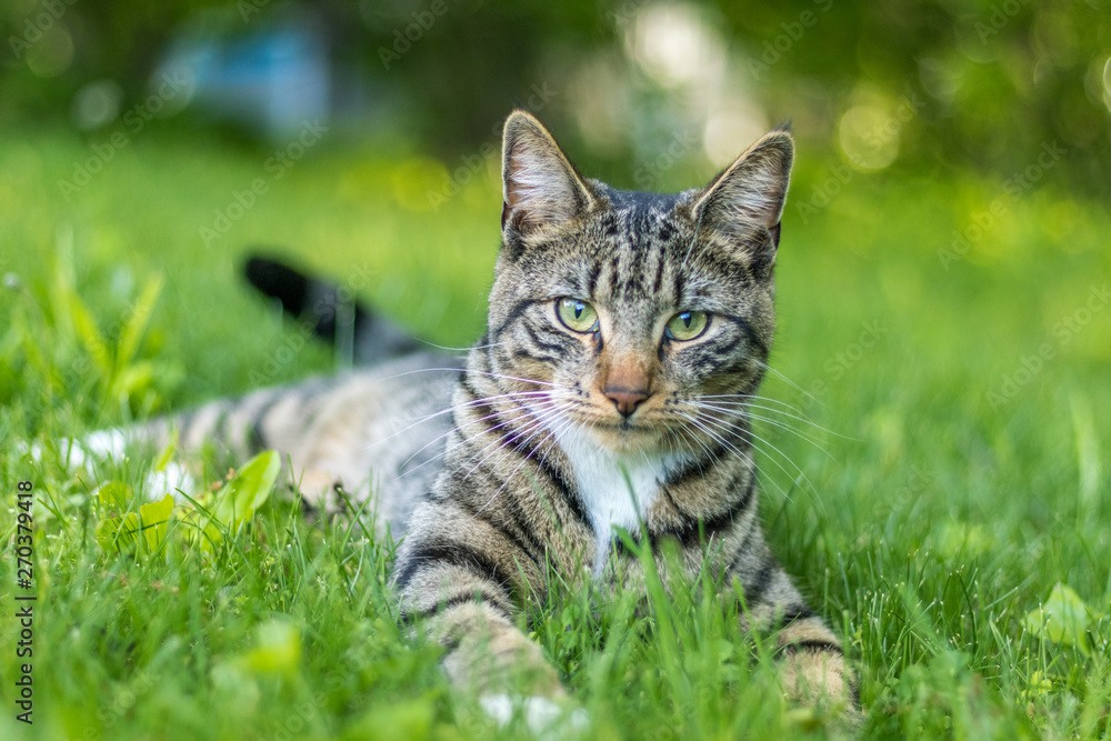 Young green-eyed Mackerel Tabby Cat frolics in the grass on a late spring afternoon