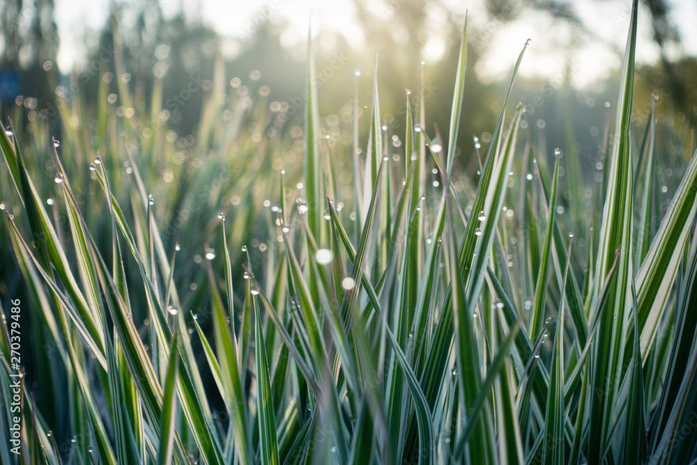 Obraz premium water dew drops on bright green grass background