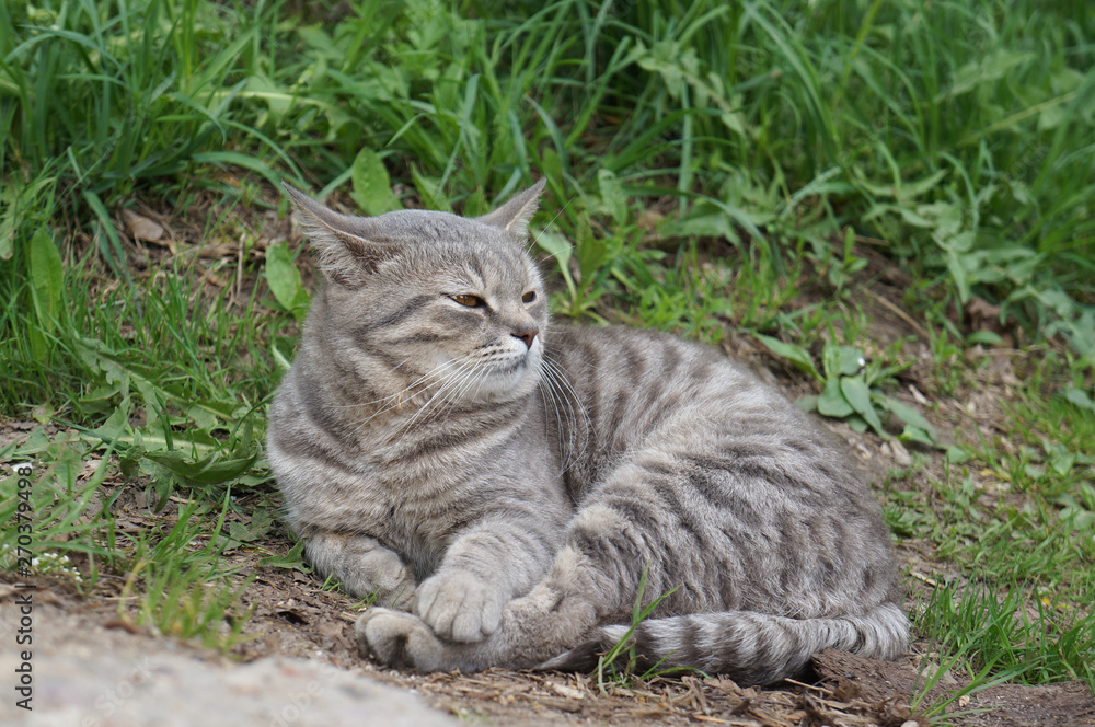 Beautiful gray tabby cat with yellow eyes lying on the ground and green grass. Outdoor scene, close-up view