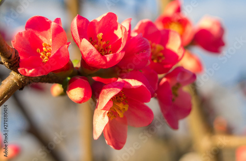 Flowers of blooming Japanese quince in evening light.  Close-up of Chaenomeles japonica in bloom on blue background.