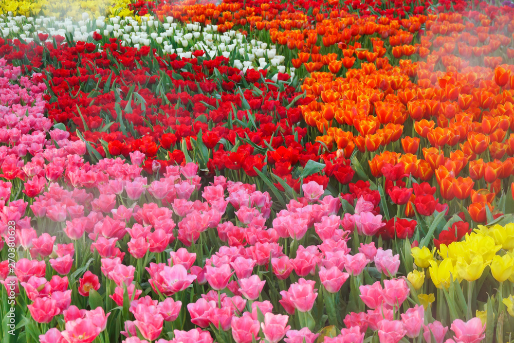 The beautiful blooming tulips in garden.tulips flower close up under natural lighting outdoor