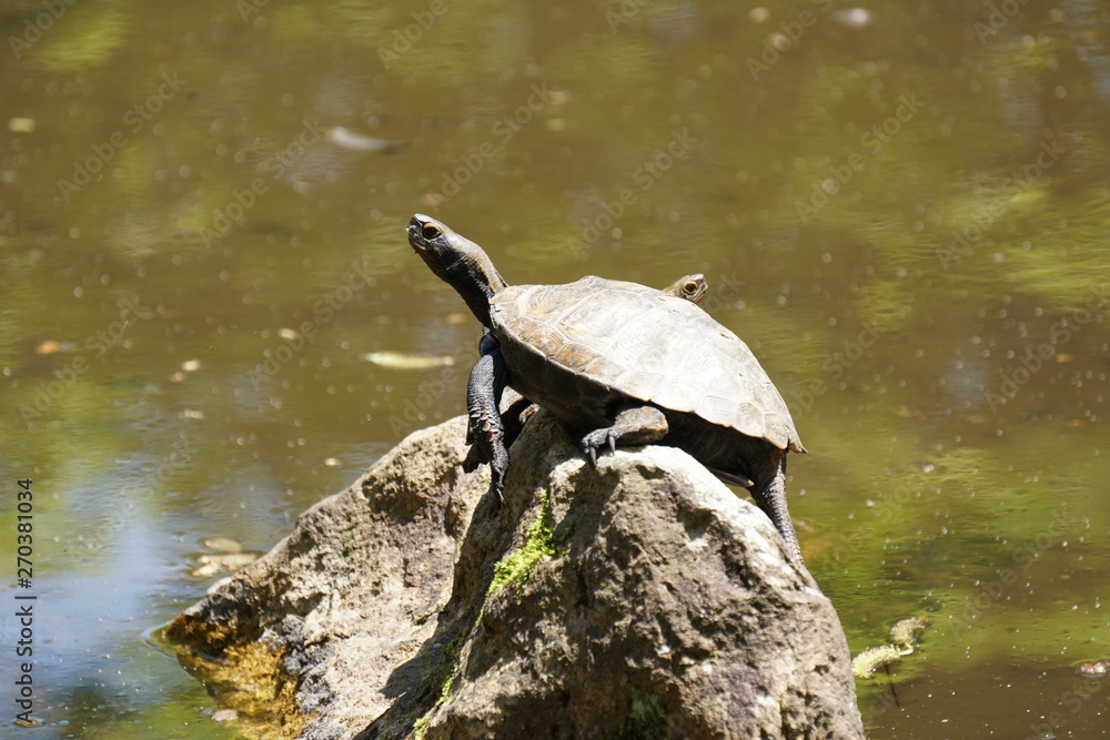 Obraz premium イシガメ