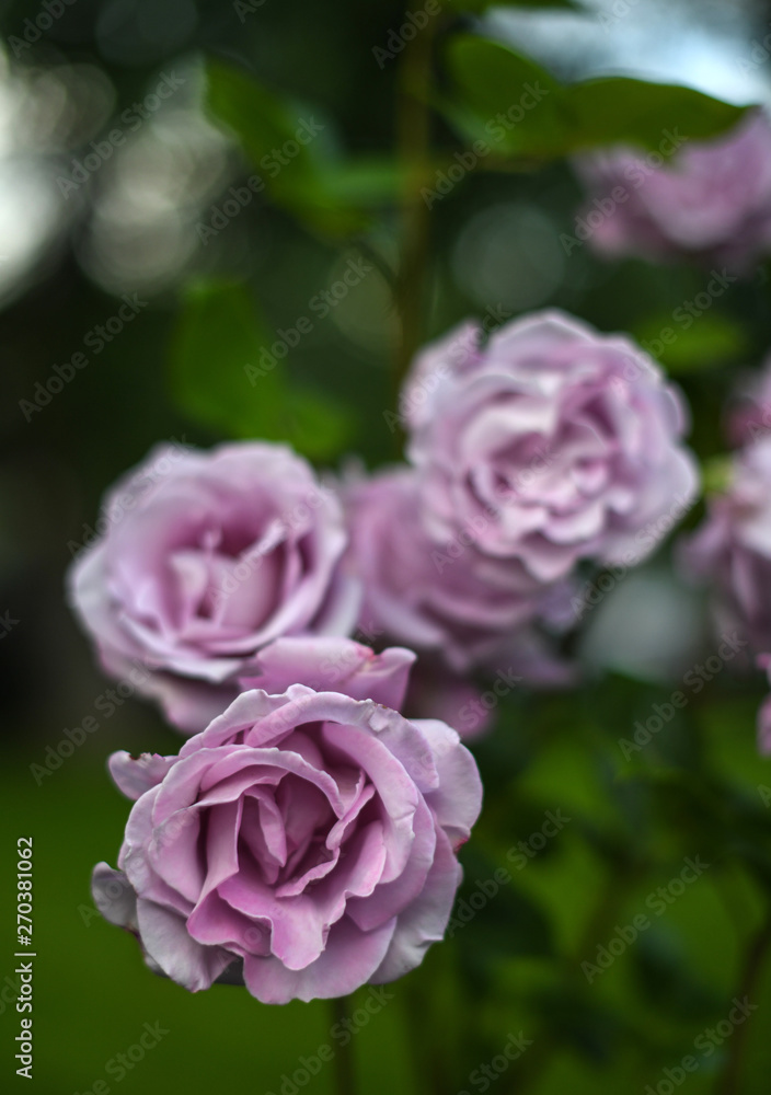 Beautiful roses in the garden