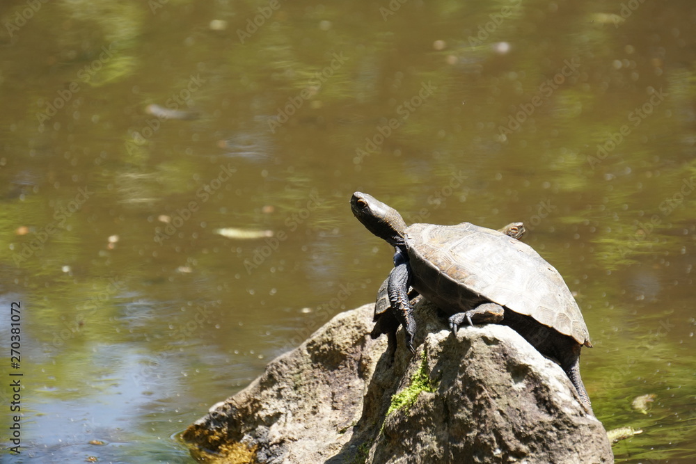 Fototapeta premium イシガメ