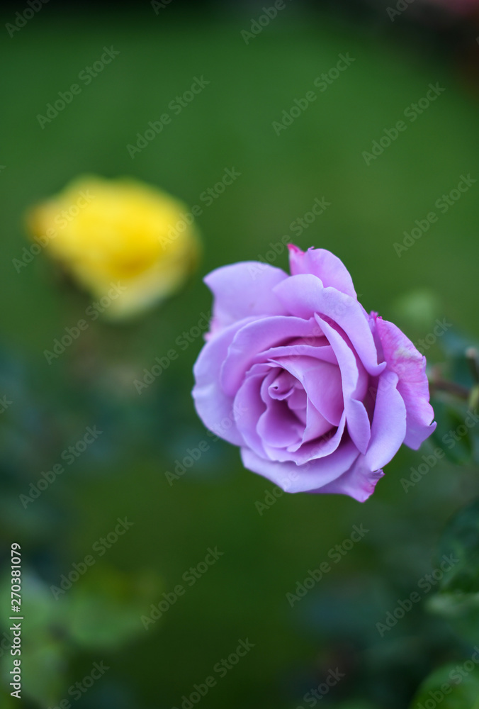Beautiful roses in the garden Beautiful roses in the garden