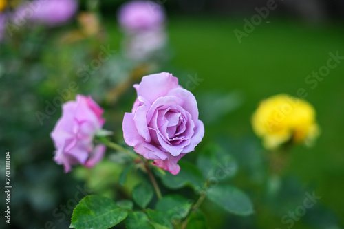 Beautiful roses in the garden