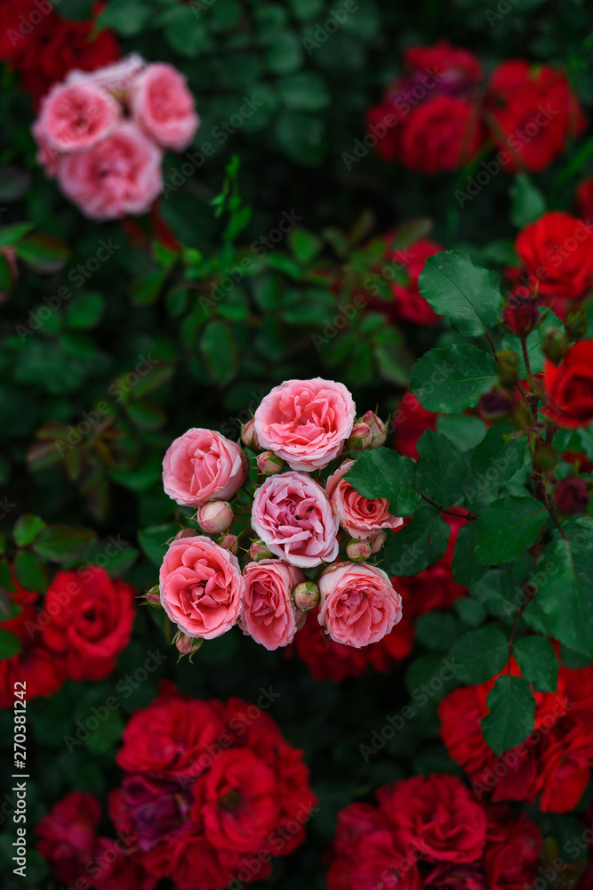 Beautiful roses in the garden Beautiful roses in the garden