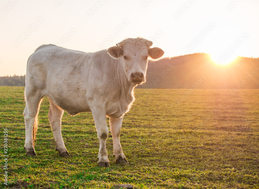 White bull feeling curious and looking at the camera. Cattle at sunrise. White bull feeling curious and looking at the camera. Cattle at sunrise.
