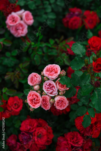 Fototapeta Naklejka Na Ścianę i Meble -  Beautiful roses in the garden