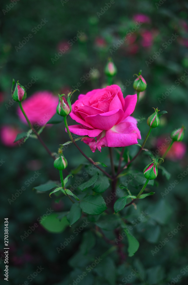 Beautiful roses in the garden