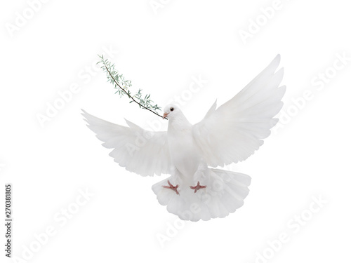 Foto free flying white dove isolated