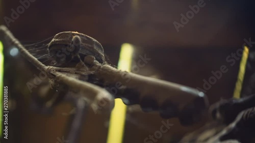 Wallpaper Mural Handle of an old bicycle covered with spider webs and mold. Close-Up Shot. Torontodigital.ca