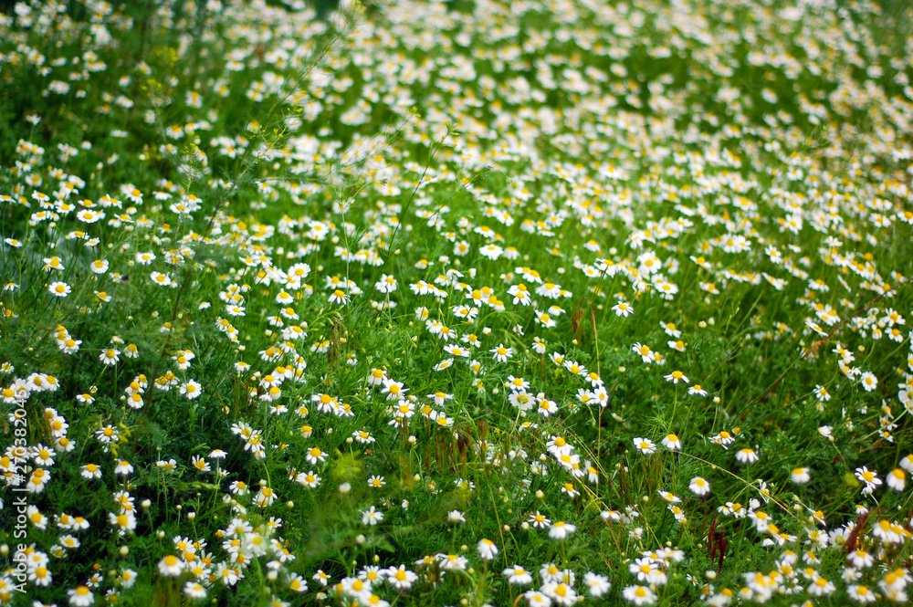 daisies daisies