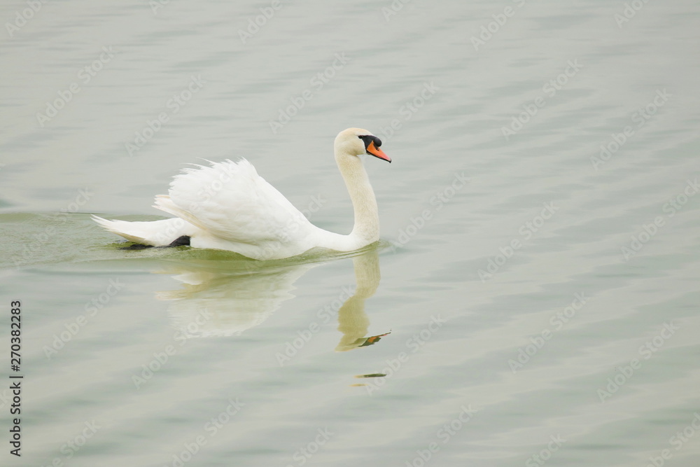 Fototapeta premium Swan in the water