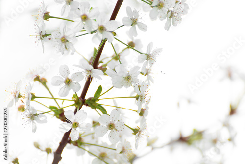 Wallpaper with cherry blossoms on a white background