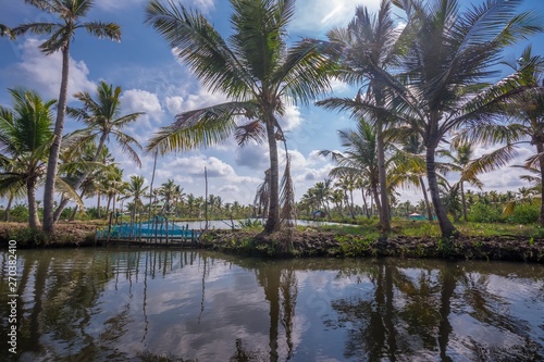 Coconut trees near backwater canals in Munroe Island