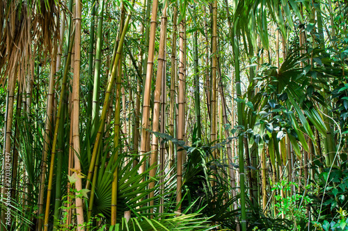 Fototapeta Naklejka Na Ścianę i Meble -  Bamboo field wallpaper. Bamboo forest framed by green leaves. Background of bamboo trees. Bamboo texture. 