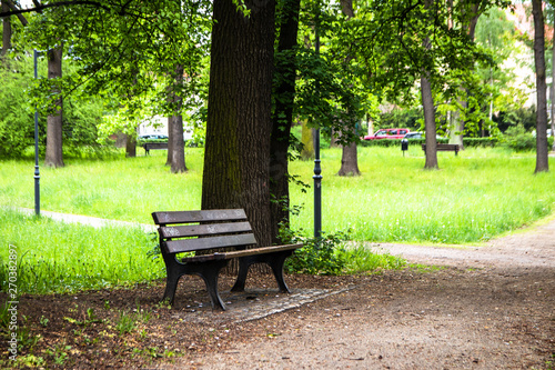 Bench in the park under the tree in spring