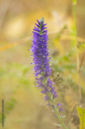 Blue long flower. Vertical frame.