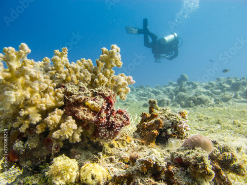 Scuba diver swimming above the coral reef - Underwater.