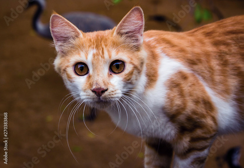 Wallpaper Mural Closeup shot of Asian cat Torontodigital.ca