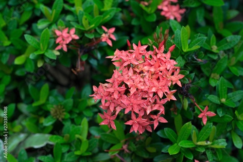 Ixora coccinea is a species of flowering plant in the Rubiaceae family