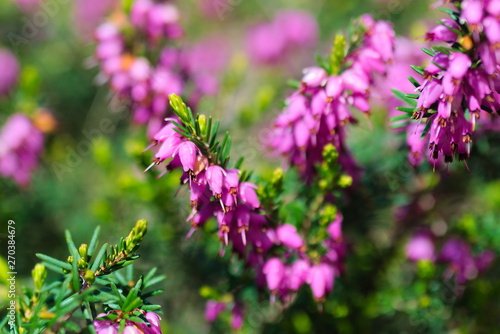 pink flowers