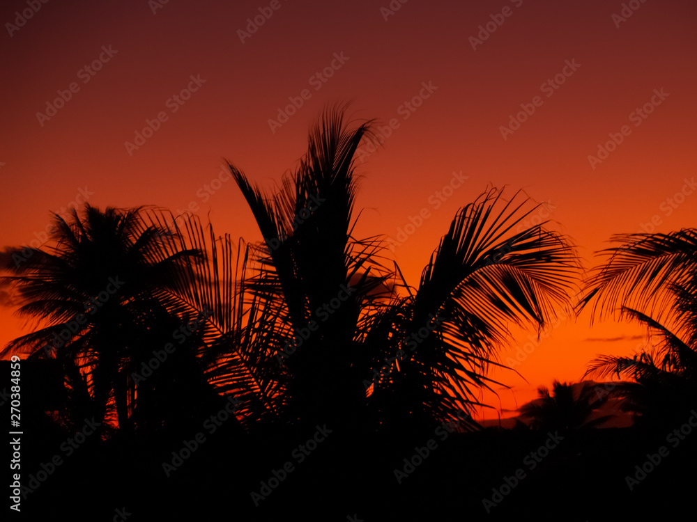 Silhouettes of palm branches against the fading bright orange sunset sky. Wallpaper and background.