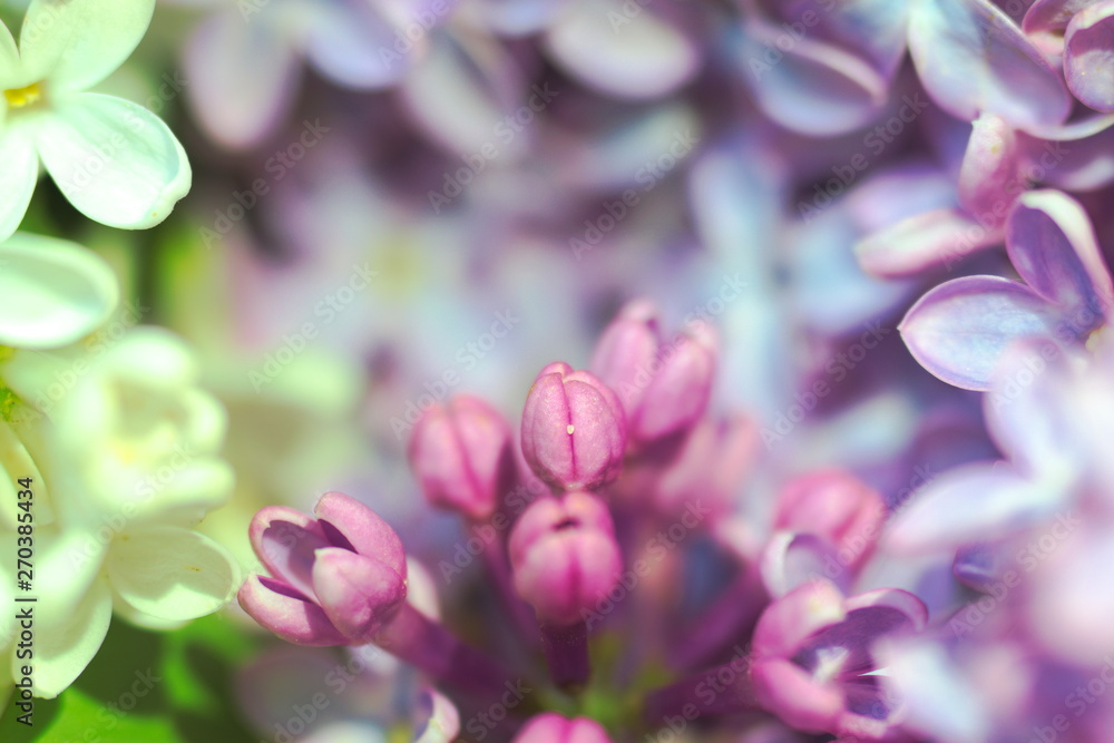 Fototapeta premium macro