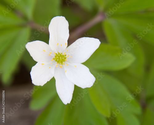 White spring flower in the forest. Close-up of wood anemone  windflower  thimbleweed  Anemone nemorosa .