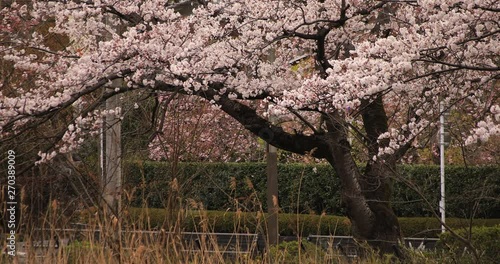 Cherry blossom at the park near the river daytime cloudy long shot photo