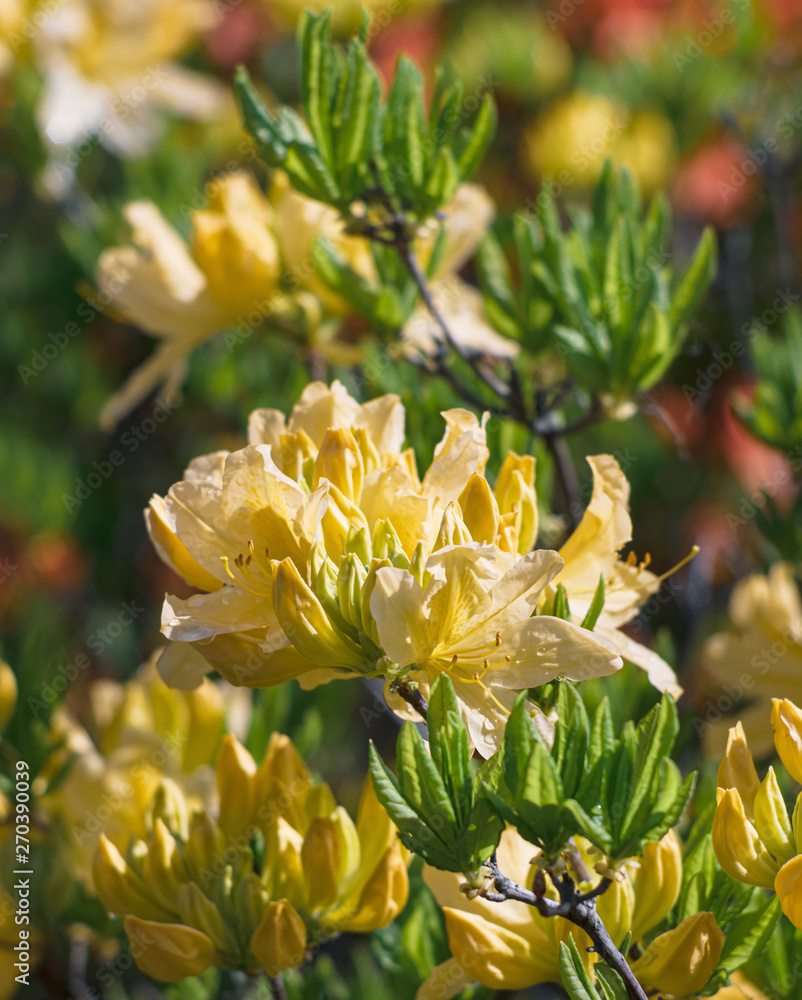 Fototapeta premium Rhododendron flowers in the garden