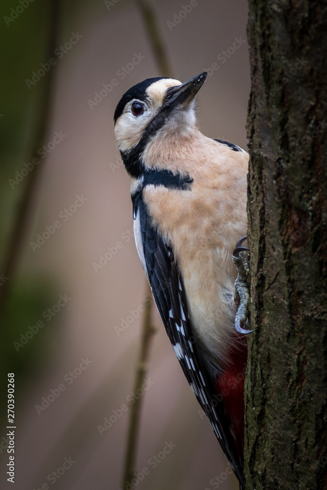 Naklejka premium Great spotted woodpecker (Dendrocopos major)