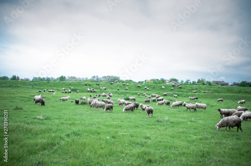 Flock of sheep grazing on beautiful green meadow under blue cloudy sky. Sheep in nature © finchmaystor