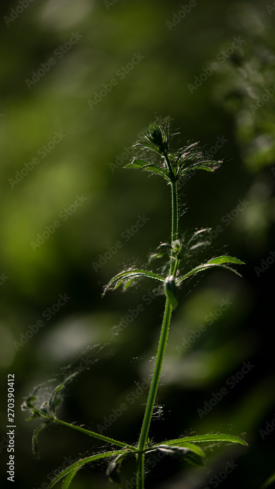 Naklejka premium Beetle hid in hemp foliage.Openwork sheet of hemp.A branch of hemp in the sun.Medicinal herb of the southern region.A green, large sheet of cannabis.Light bokeh, openwork leaf of hemp bush.Poplar fluf