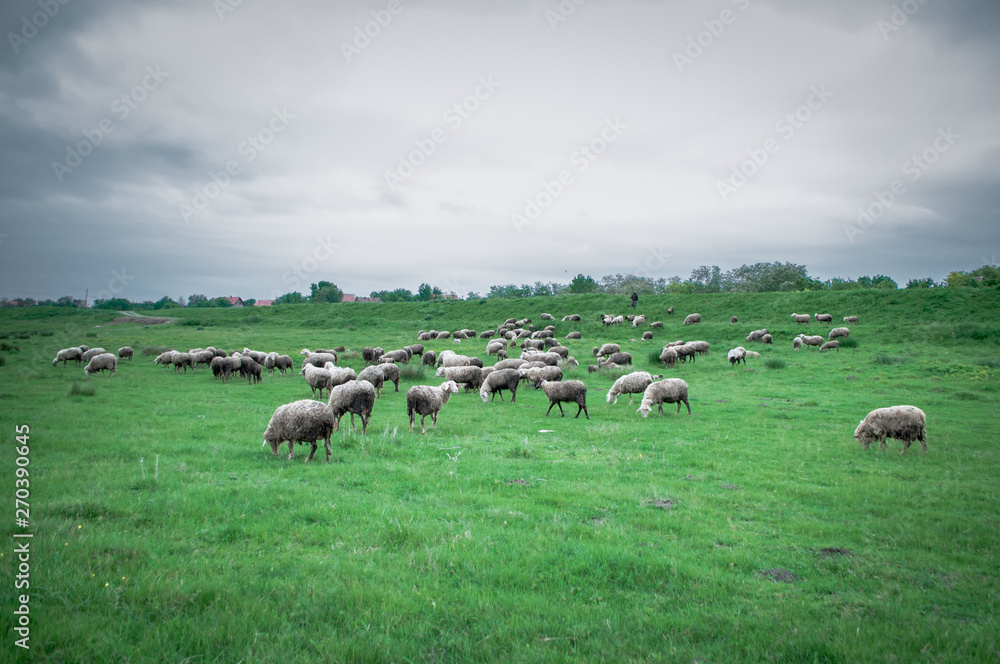 Obraz premium Flock of sheep grazing on beautiful green meadow under blue cloudy sky. Sheep in nature