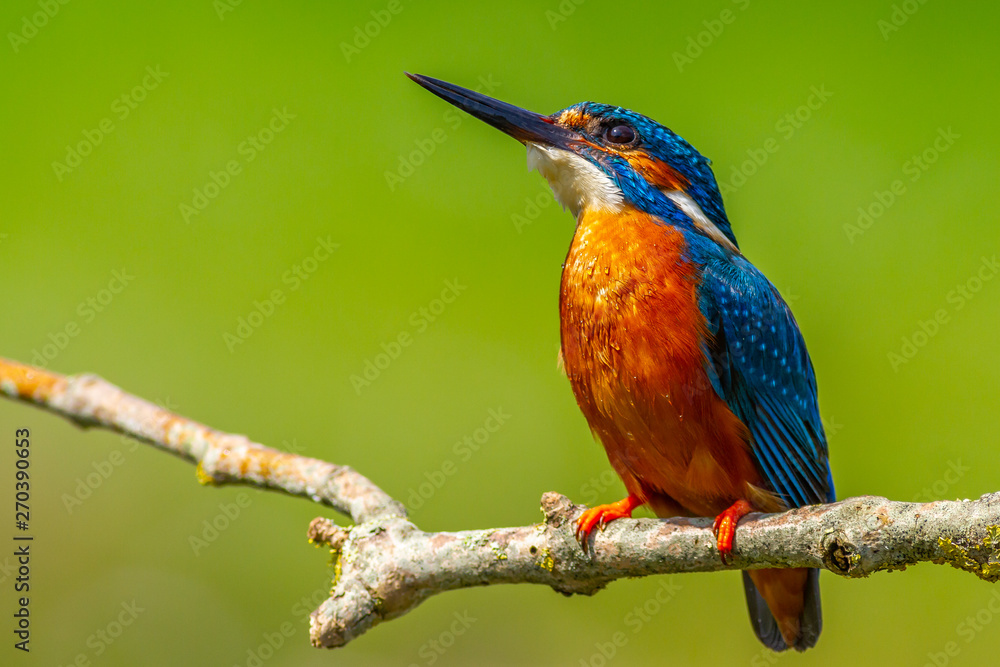 kingfisher (Alcedo atthis) - obrazy, fototapety, plakaty 