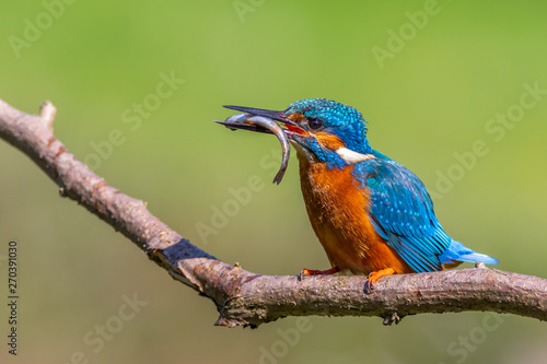kingfisher (Alcedo atthis) © chris2766
