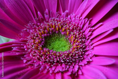 Pink flower of love