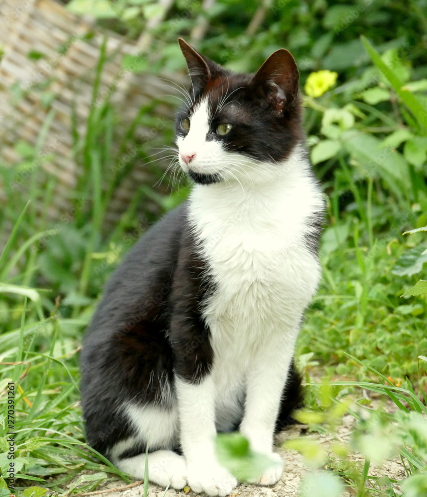 Schwarz Weisse Katze aus Marokko Schwarz Weisse Katze aus Marokko
