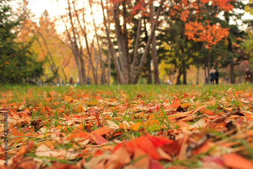 fallen yellow and red leaves on green grass in autumn