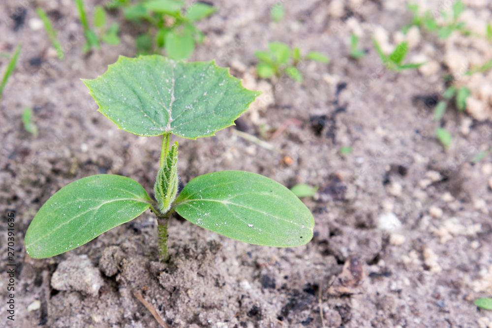 Cucumber bush in the garden. copy space Cucumber bush in the garden. copy space