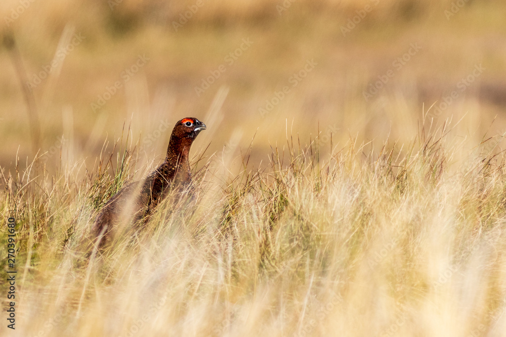 Obraz premium Red grouse (Lagopus lagopus)