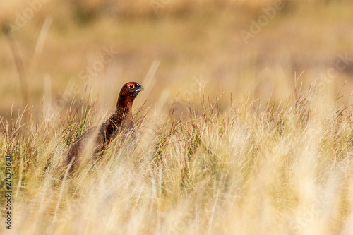 Red grouse (Lagopus lagopus) © chris2766