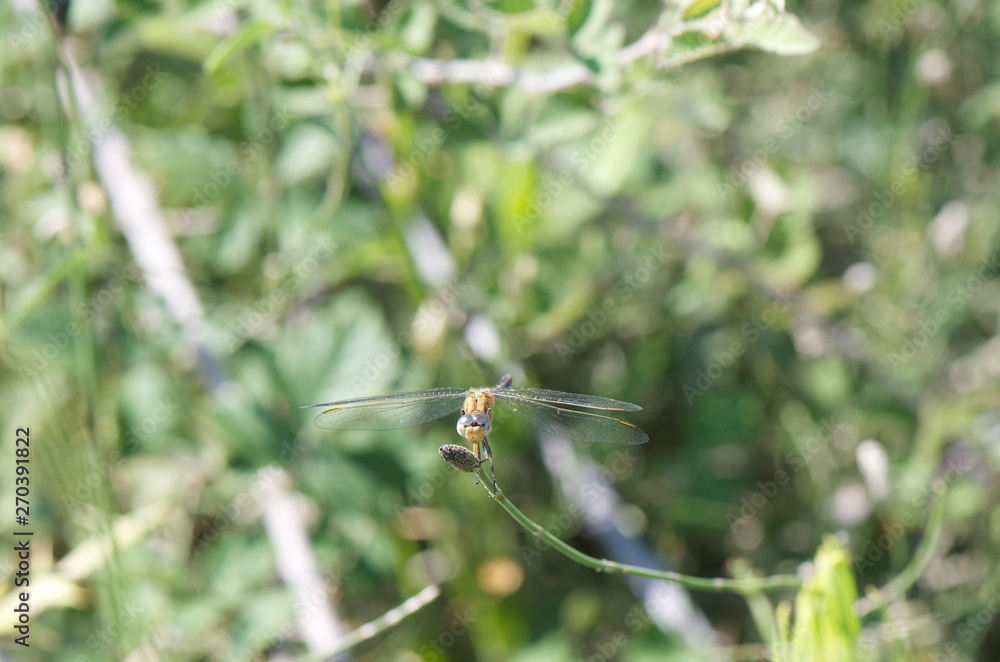 dragonfly and plants dragonfly and plants