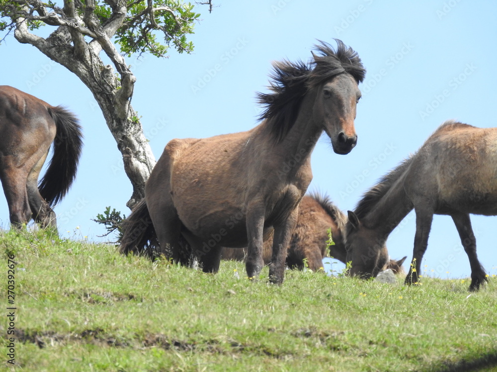 Fototapeta premium 御崎馬のたてがみがなびく